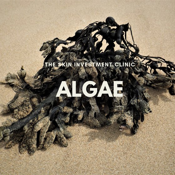 Algae - The Facts