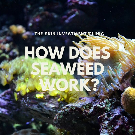 How Does Seaweed Work?