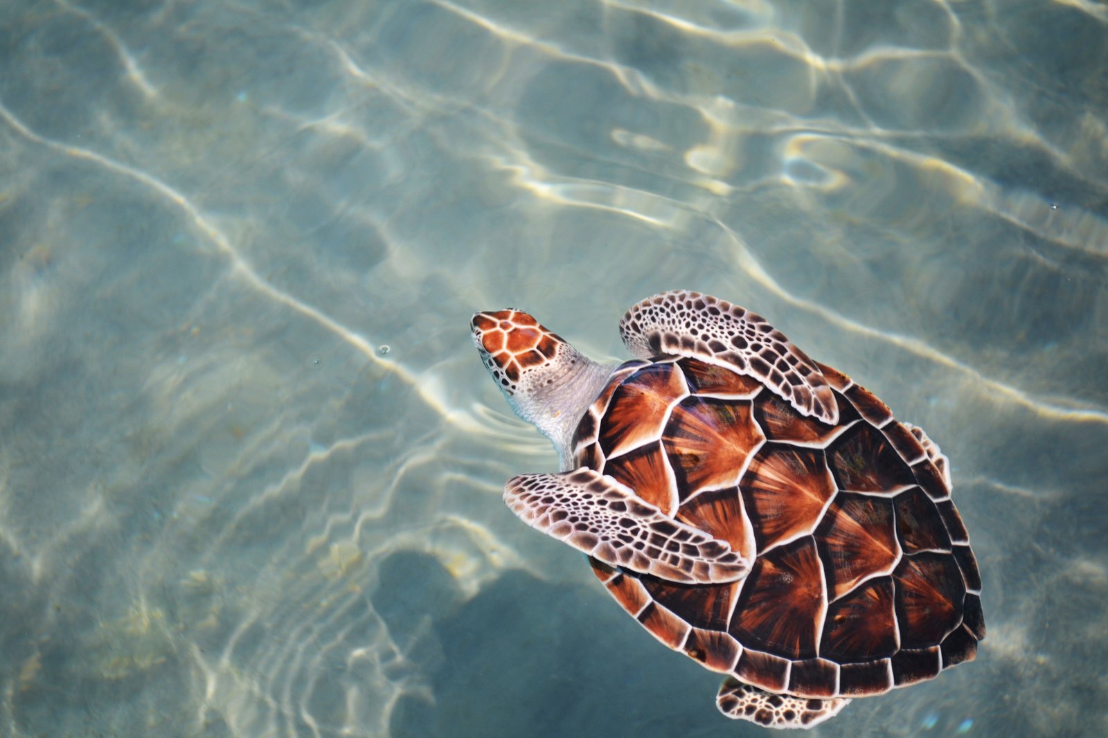 The Healing Power of The Sea