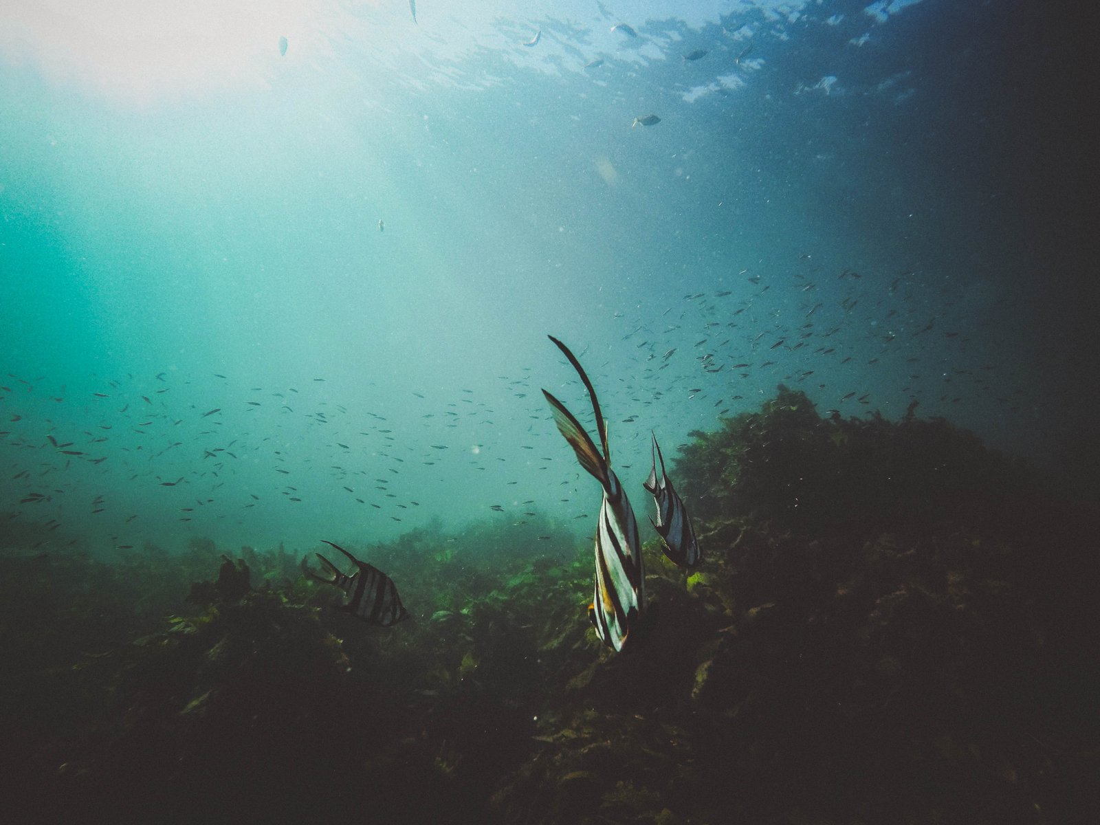 How Does Seaweed Work?